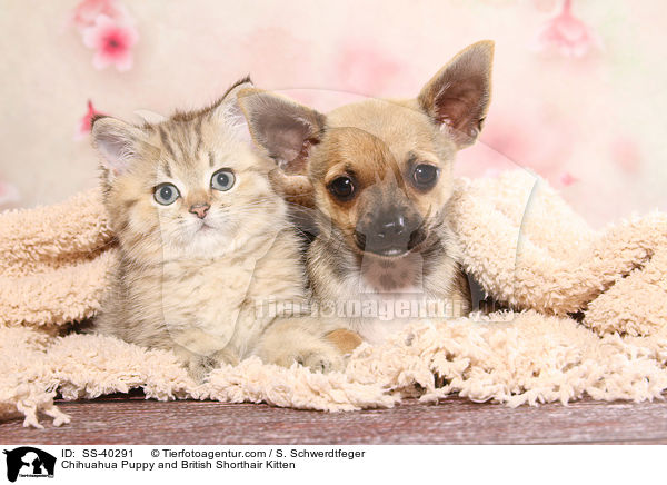 Chihuahua Puppy and British Shorthair Kitten / SS-40291