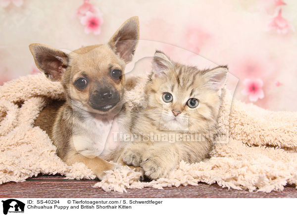Chihuahua Puppy and British Shorthair Kitten / SS-40294