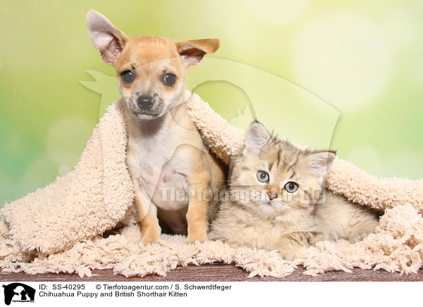 Chihuahua Puppy and British Shorthair Kitten / SS-40295