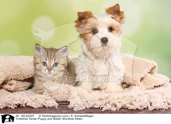 Yorkshire Terrier Puppy and British Shorthair Kitten / SS-40297