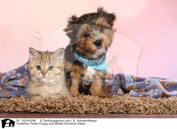 Yorkshire Terrier Puppy and British Shorthair Kitten / SS-40298