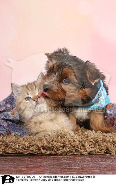 Yorkshire Terrier Puppy and British Shorthair Kitten / SS-40300