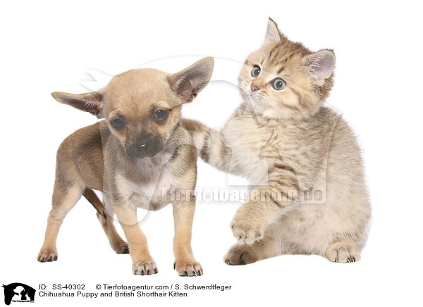 Chihuahua Puppy and British Shorthair Kitten / SS-40302