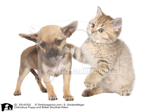 Chihuahua Welpe und Britisch Kurzhaar Ktzchen / Chihuahua Puppy and British Shorthair Kitten / SS-40302