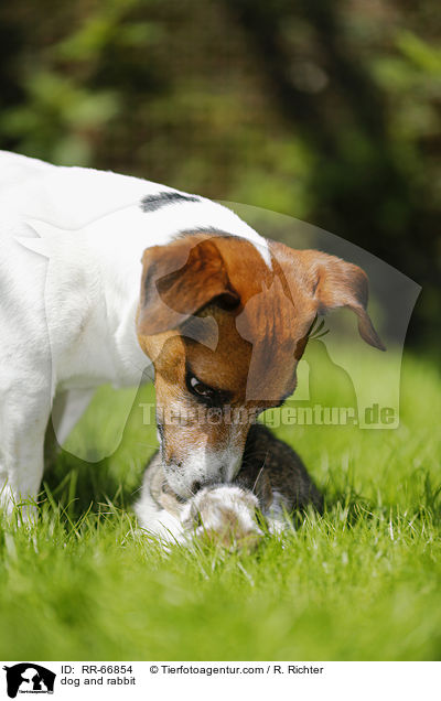 dog and rabbit / RR-66854
