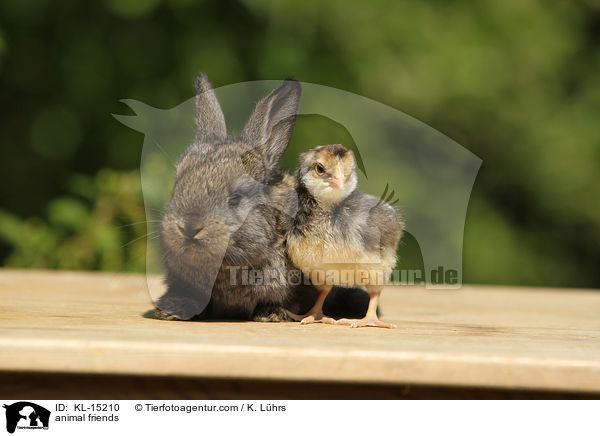 Tierfreundschaft / animal friends / KL-15210