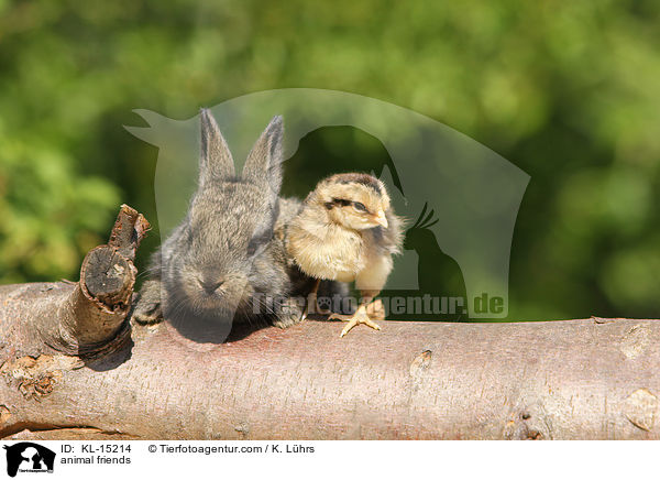 animal friends / KL-15214