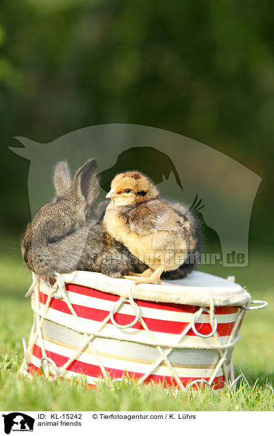 animal friends / KL-15242