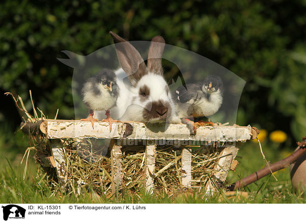 animal friends / KL-15301