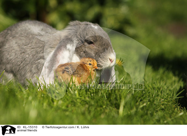 Tierfreundschaft / animal friends / KL-15310