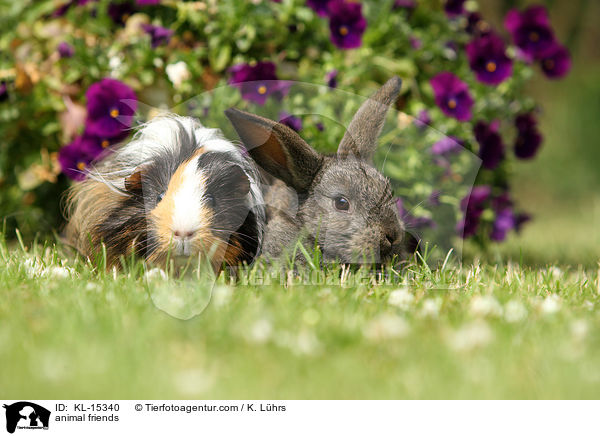Tierfreundschaft / animal friends / KL-15340