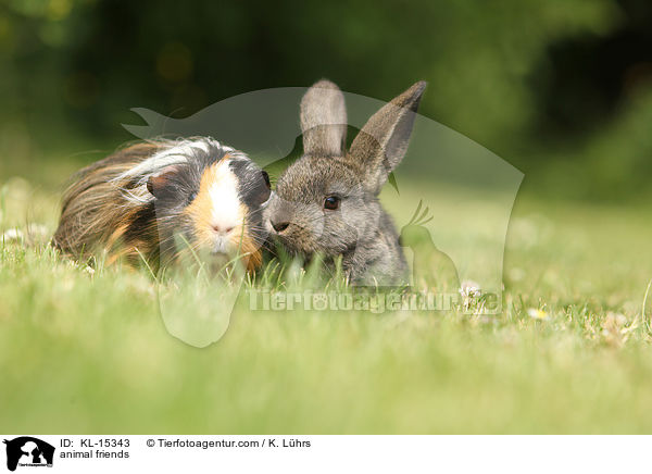 Tierfreundschaft / animal friends / KL-15343