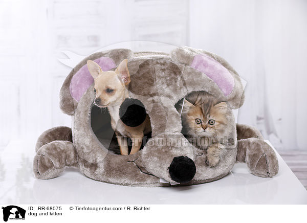 dog and kitten / RR-68075