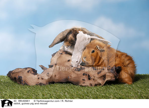 rabbit, guinea pig and mouse / RR-69961