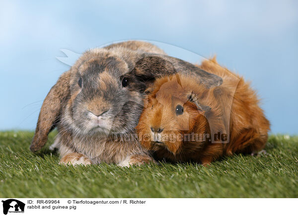 rabbit and guinea pig / RR-69964
