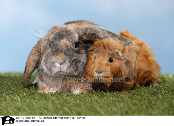 rabbit and guinea pig / RR-69965