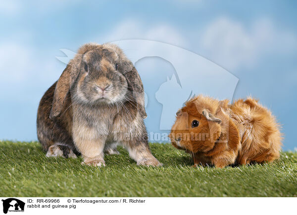 rabbit and guinea pig / RR-69966