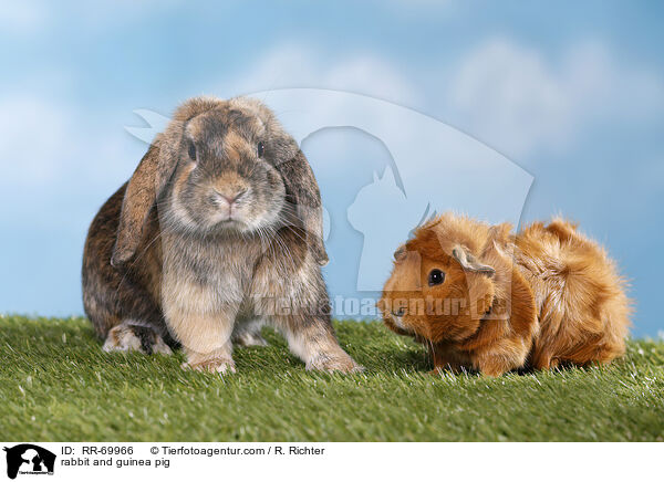 Kaninchen und Meerschweinchen / rabbit and guinea pig / RR-69966