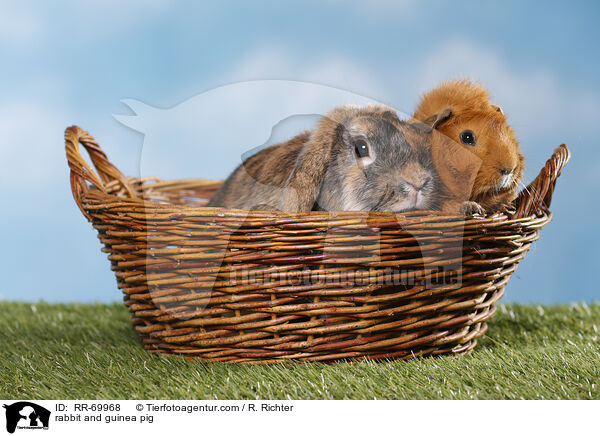 rabbit and guinea pig / RR-69968