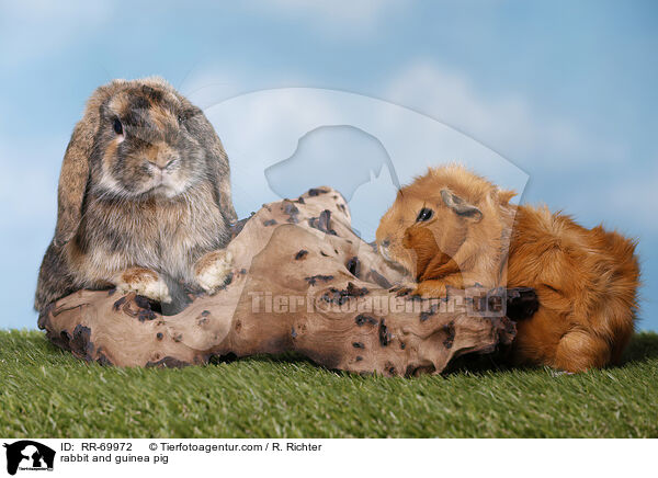 Kaninchen und Meerschweinchen / rabbit and guinea pig / RR-69972
