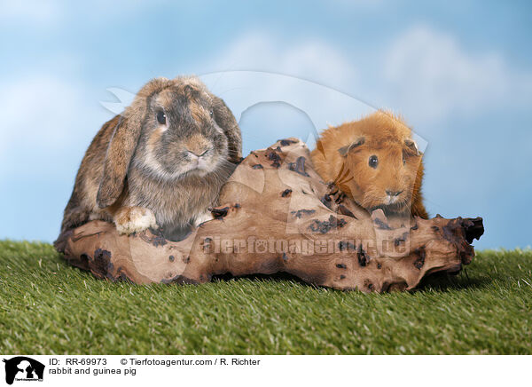 rabbit and guinea pig / RR-69973