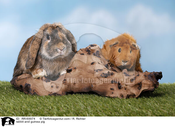 rabbit and guinea pig / RR-69974