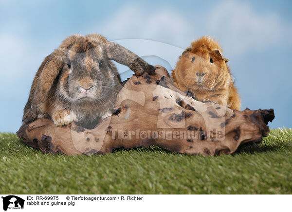 rabbit and guinea pig / RR-69975
