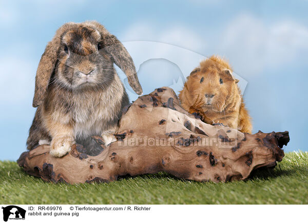 rabbit and guinea pig / RR-69976