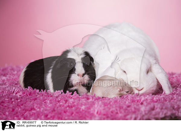 Kaninchen, Meerschweinchen und Maus / rabbit, guinea pig and mouse / RR-69977