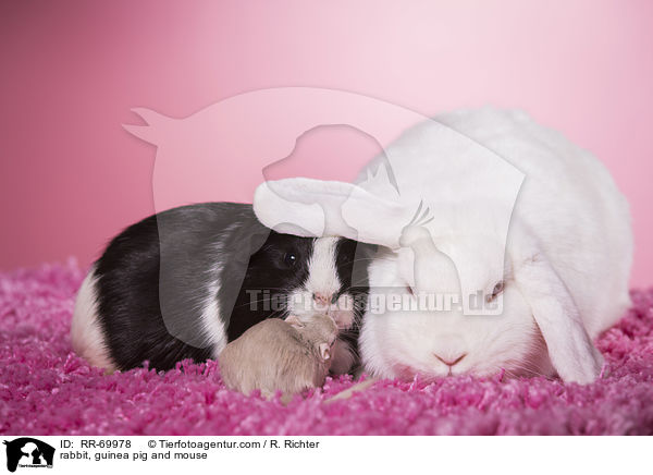 rabbit, guinea pig and mouse / RR-69978