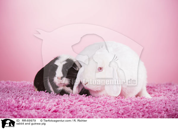 rabbit and guinea pig / RR-69979