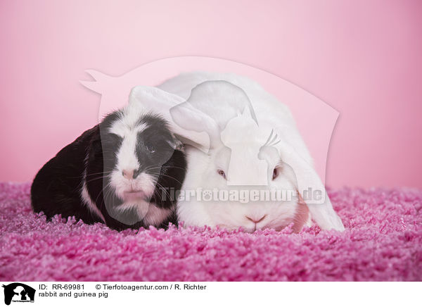 Kaninchen und Meerschweinchen / rabbit and guinea pig / RR-69981