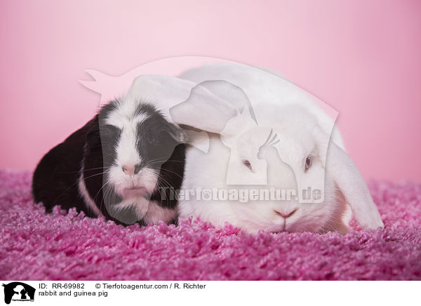 rabbit and guinea pig / RR-69982