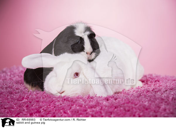 Kaninchen und Meerschweinchen / rabbit and guinea pig / RR-69983