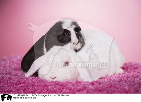 rabbit and guinea pig / RR-69984