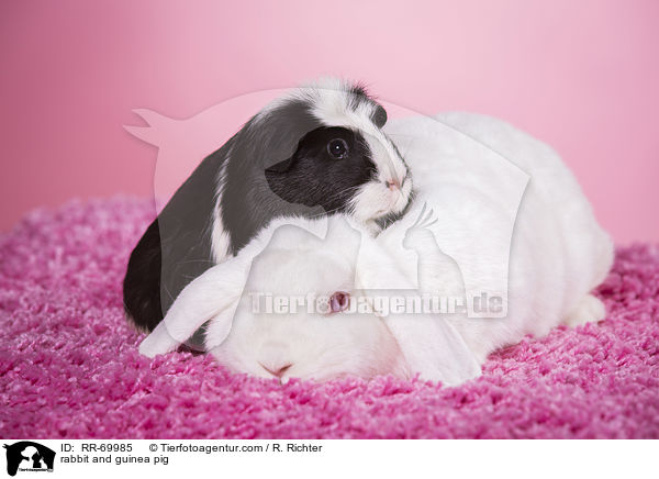 Kaninchen und Meerschweinchen / rabbit and guinea pig / RR-69985