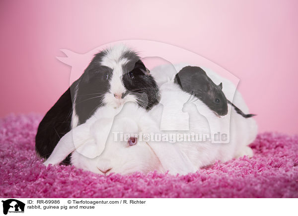 rabbit, guinea pig and mouse / RR-69986
