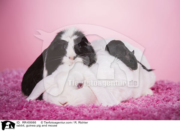 Kaninchen, Meerschweinchen und Maus / rabbit, guinea pig and mouse / RR-69986