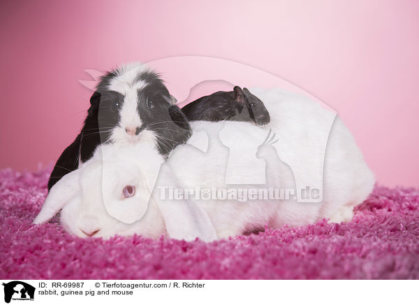 Kaninchen, Meerschweinchen und Maus / rabbit, guinea pig and mouse / RR-69987