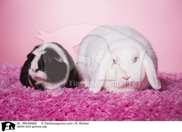 Kaninchen und Meerschweinchen / rabbit and guinea pig / RR-69988