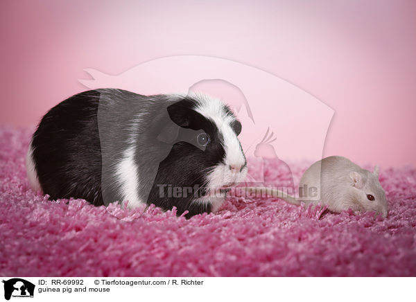 guinea pig and mouse / RR-69992