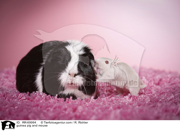 guinea pig and mouse / RR-69994