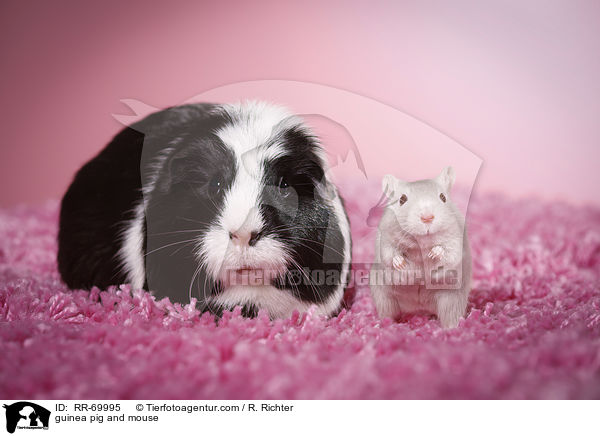 guinea pig and mouse / RR-69995
