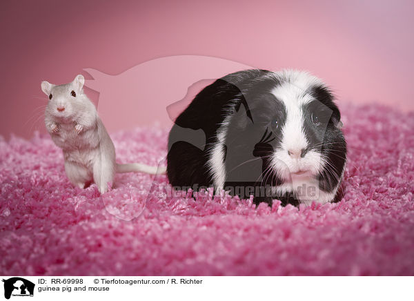 Meerschweinchen und Maus / guinea pig and mouse / RR-69998