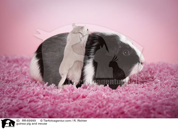 Meerschweinchen und Maus / guinea pig and mouse / RR-69999