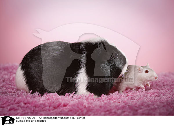 Meerschweinchen und Maus / guinea pig and mouse / RR-70000