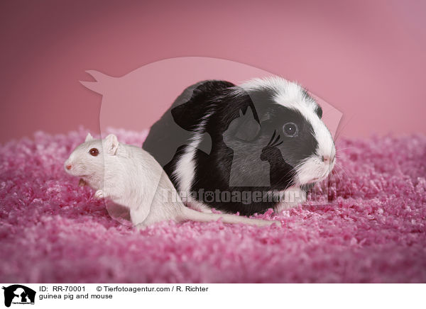 Meerschweinchen und Maus / guinea pig and mouse / RR-70001
