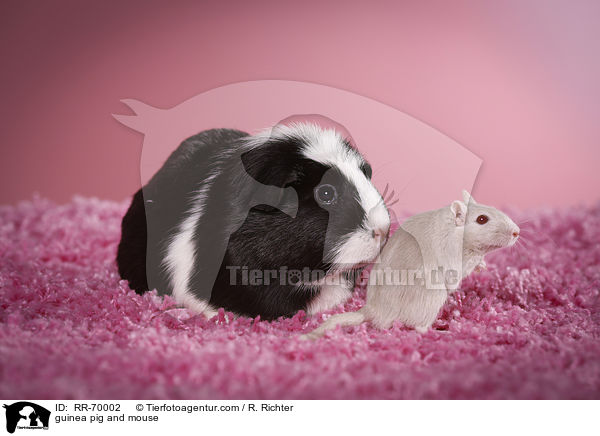 Meerschweinchen und Maus / guinea pig and mouse / RR-70002