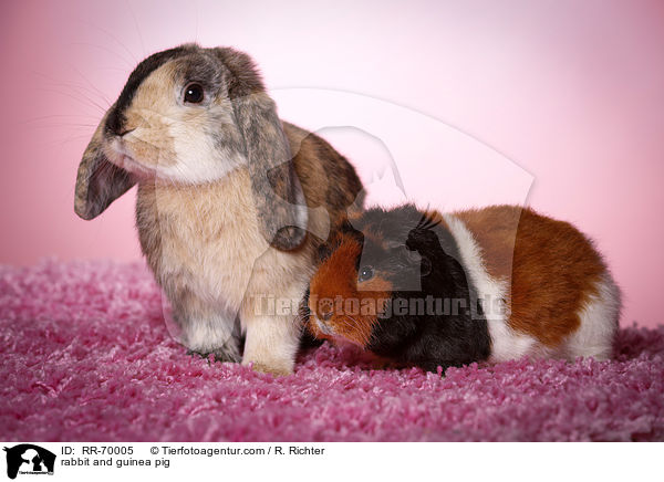 rabbit and guinea pig / RR-70005