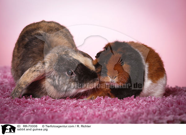 Kaninchen und Meerschweinchen / rabbit and guinea pig / RR-70006